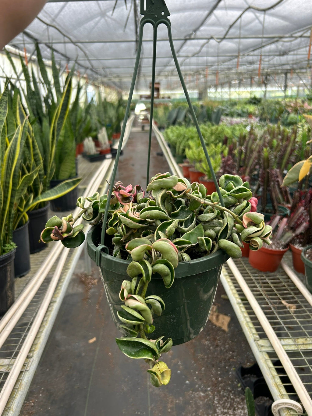 Hoya Carnosa 'Rope Plant' Variegated, Waxflower, Live Houseplant, Indoor Plant, Flowering Plant
