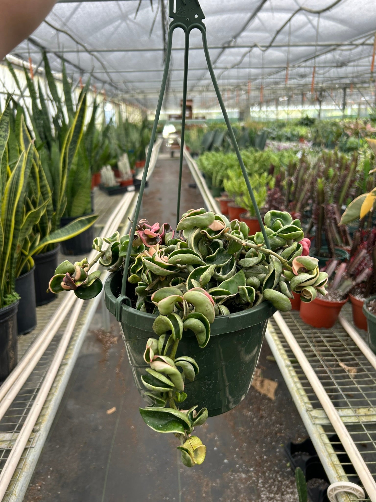 Hoya Carnosa 'Rope Plant' Variegated, Waxflower, Live Houseplant, Indoor Plant, Flowering Plant