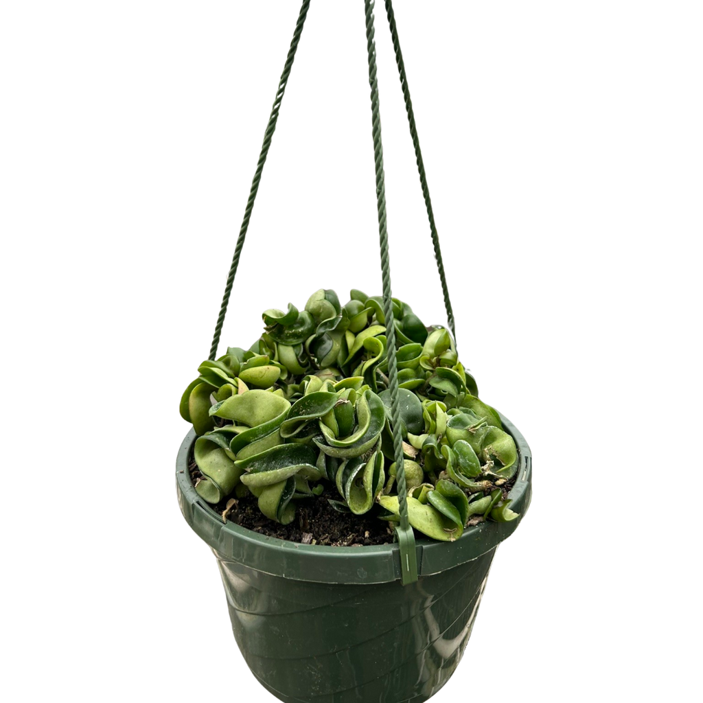 Hoya Carnosa Compacta 'Hindu Rope', Waxflower, Live Houseplant, Indoor Plant, Flowering Plant