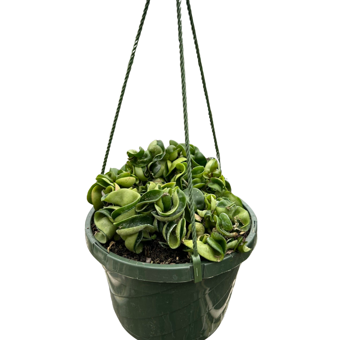 Hoya Carnosa Compacta 'Hindu Rope', Waxflower, Live Houseplant, Indoor Plant, Flowering Plant