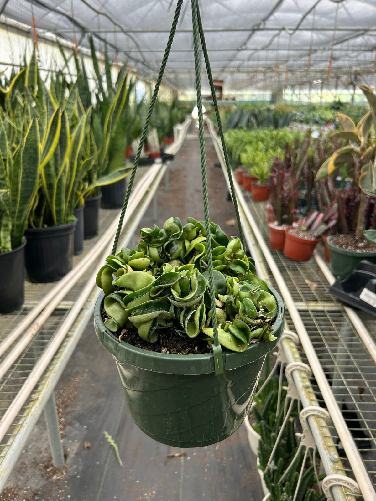 Hoya Carnosa Compacta 'Hindu Rope', Waxflower, Live Houseplant, Indoor Plant, Flowering Plant