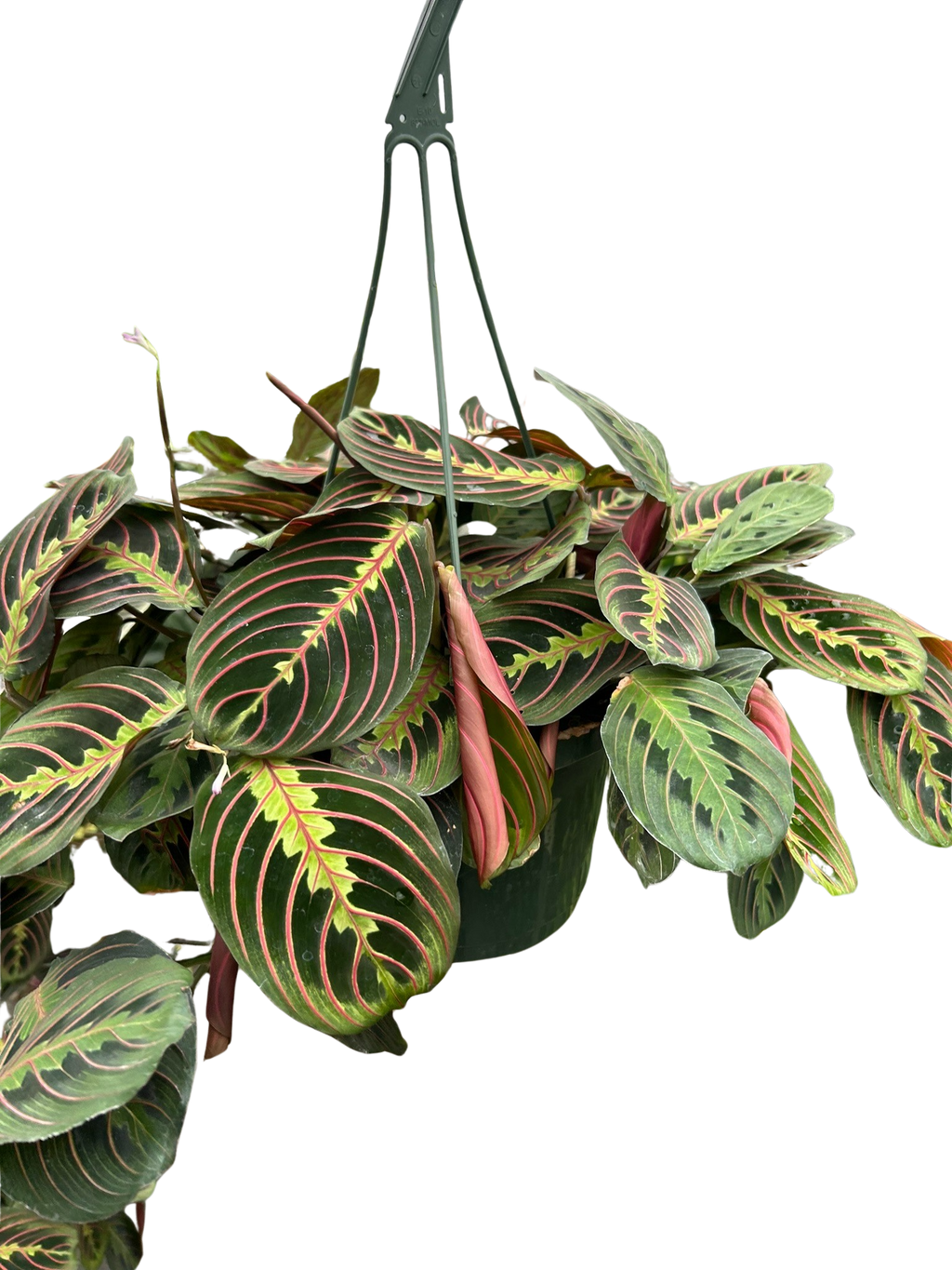 Red-Veined Prayer Plant, Maranta Leuconeura, Live Houseplant, Indoor Plant