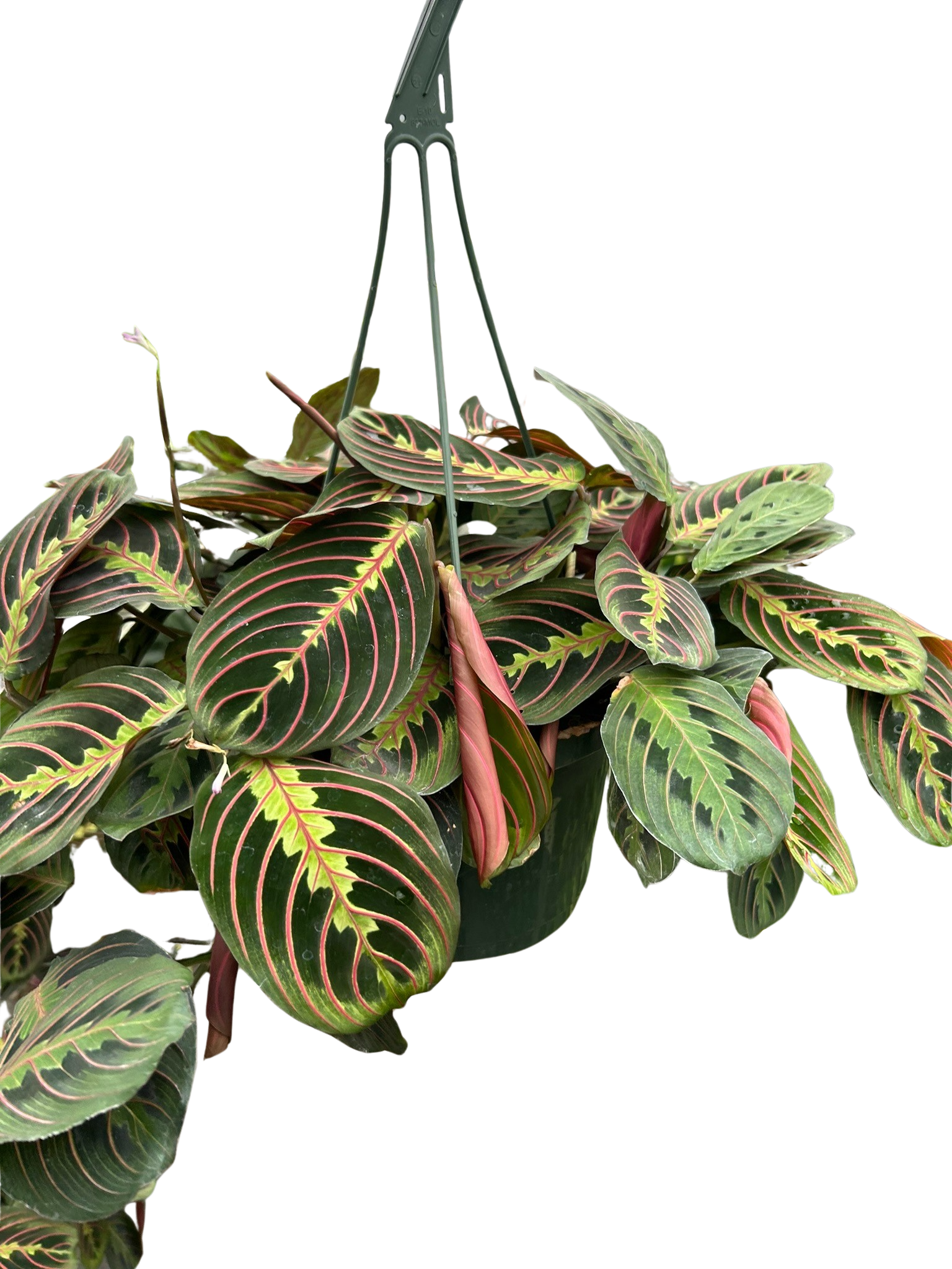 Red-Veined Prayer Plant, Maranta Leuconeura, Live Houseplant, Indoor Plant