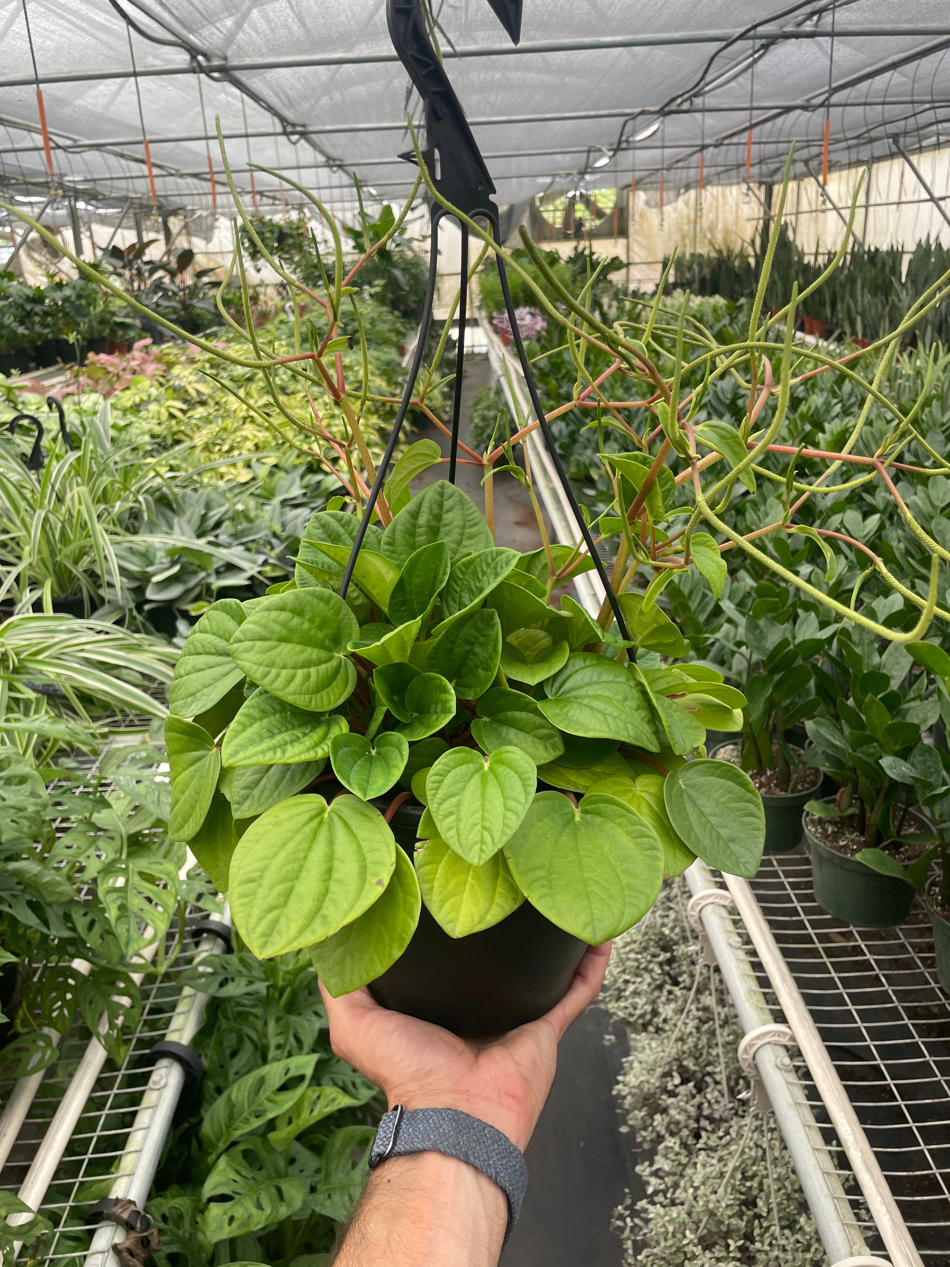 Peperomia Albovittata 'Rana Verde', Radiator Plant, Live Houseplant, Indoor Plant