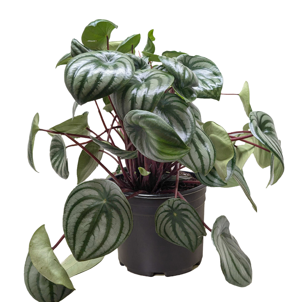 Peperomia Watermelon