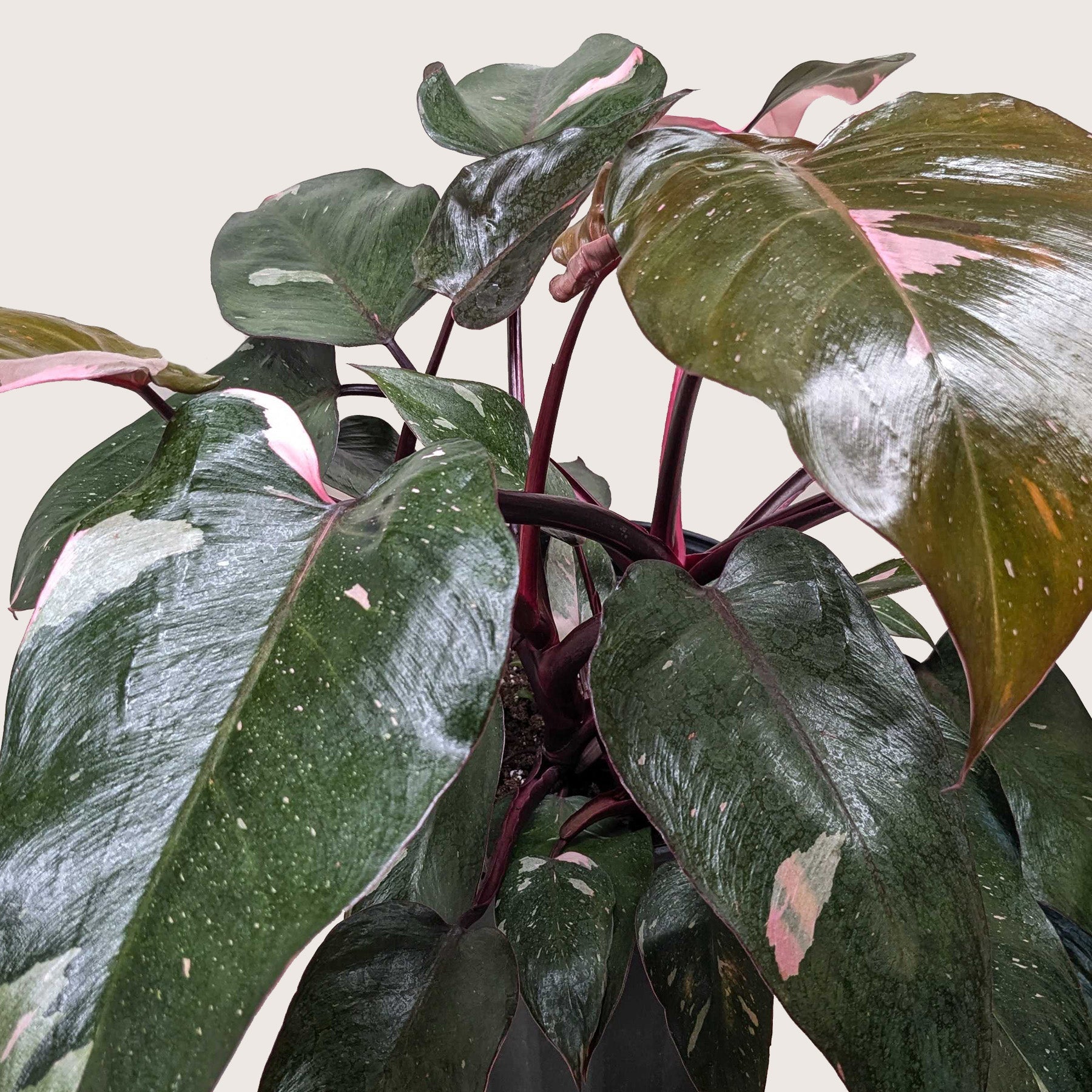 Philodendron 'Pink Princess'