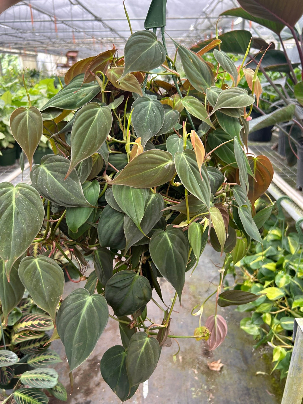 Philodendron Hederaceum 'Velvet', Sweetheart Plant, Live Houseplant, Indoor Plant