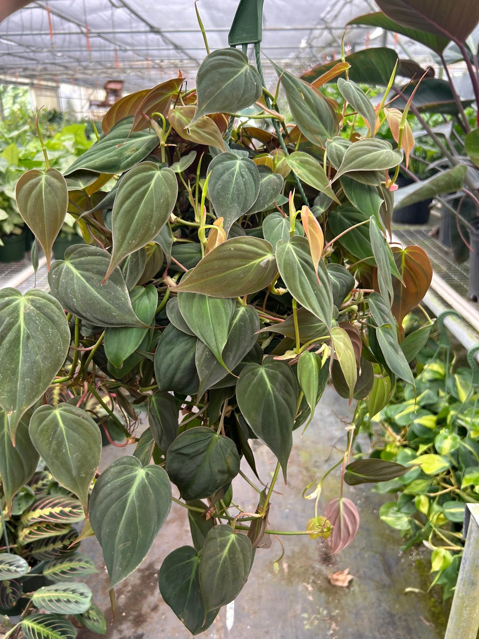 Philodendron Hederaceum 'Velvet', Sweetheart Plant, Live Houseplant, Indoor Plant
