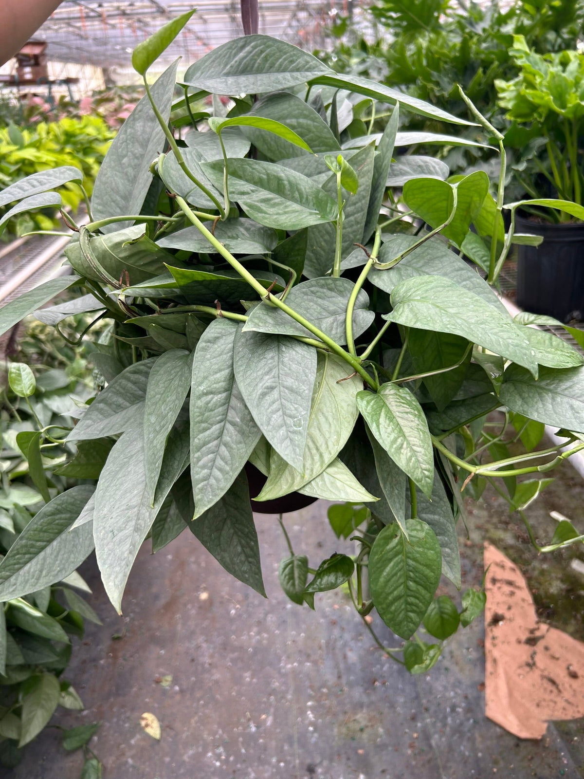 Pothos 'Cebu Blue', Epipremnum Pinnatum 'Cebu Blue', Live Houseplant, Indoor Plant