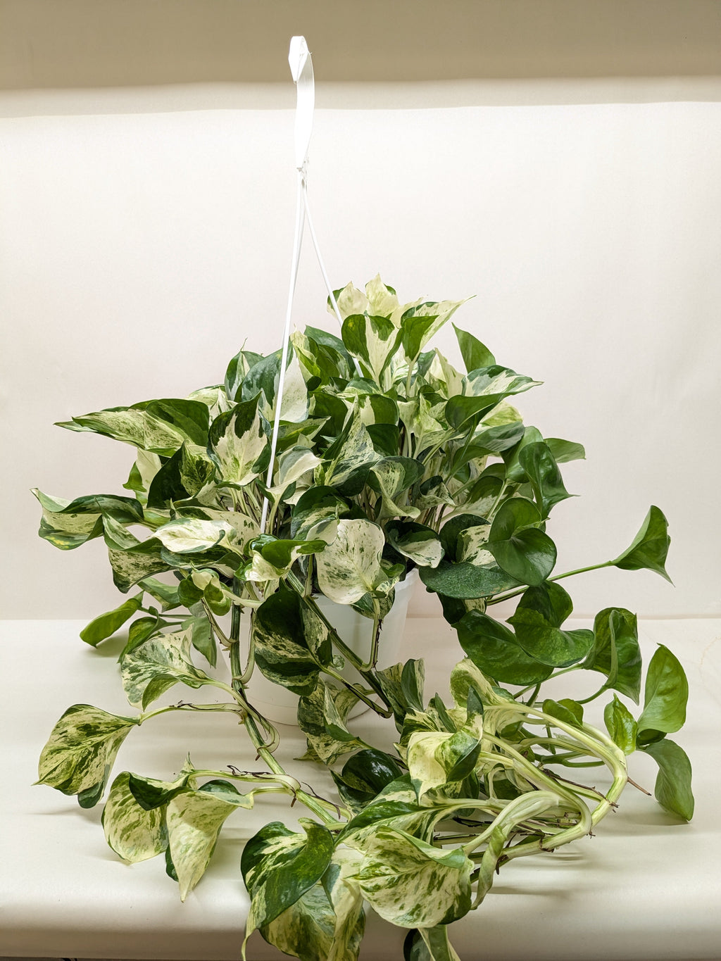 Pothos 'Manjula', Epipremnum aureum ‘Manjula’, Live Houseplant, Potted Plant