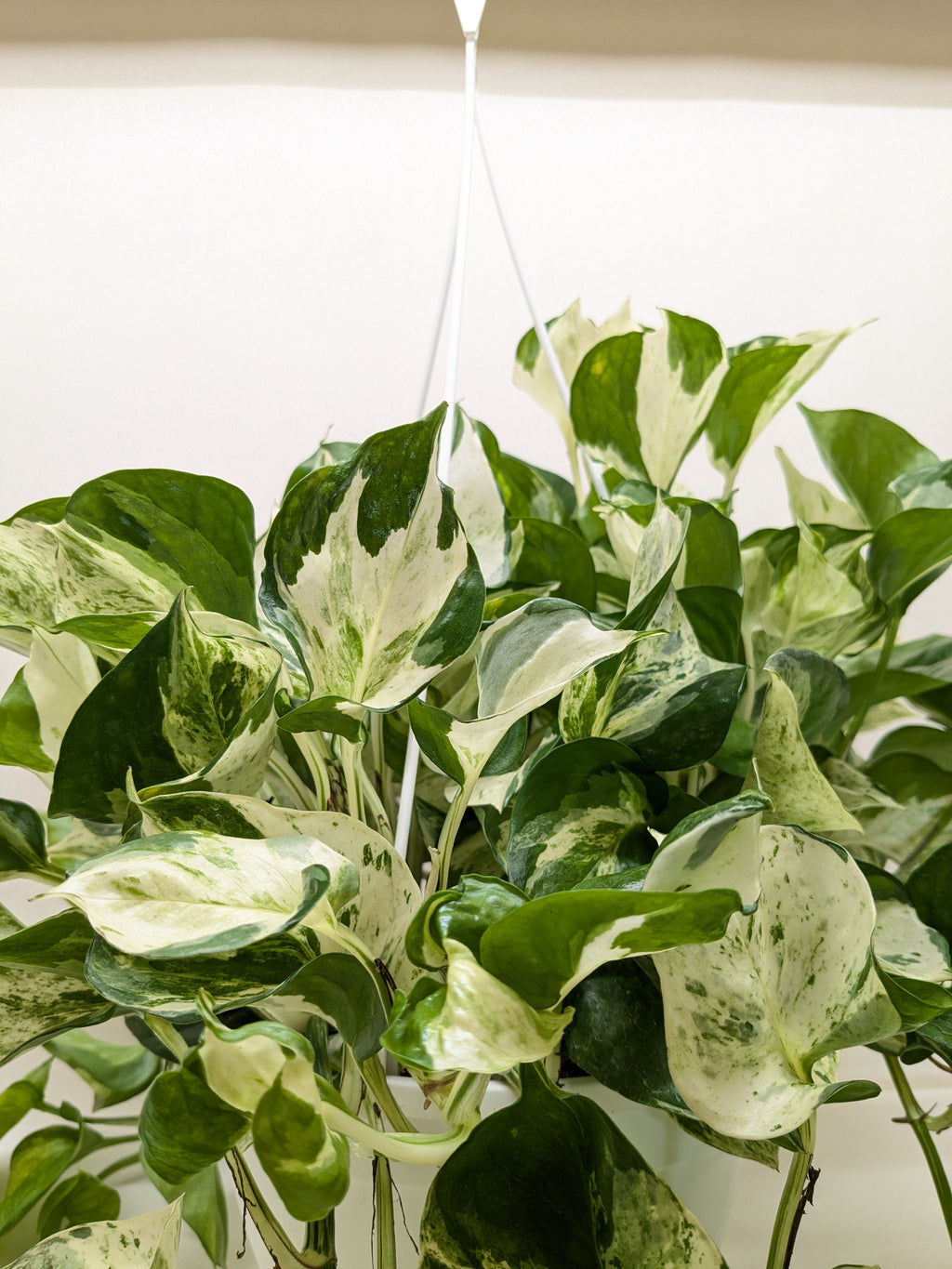 Pothos 'Manjula', Epipremnum aureum ‘Manjula’, Live Houseplant, Potted Plant