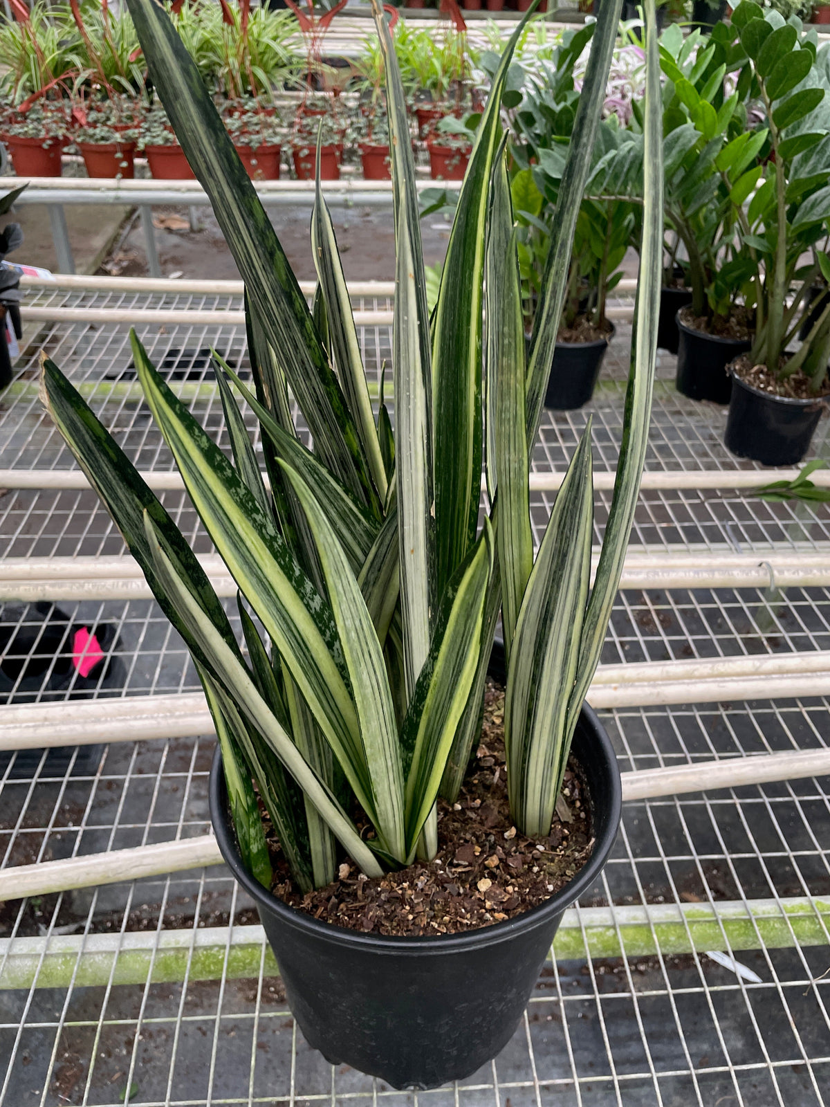 Snake Plant 'Bantel's Sensation', Sansevieria, Live Houseplant, Potted Plant