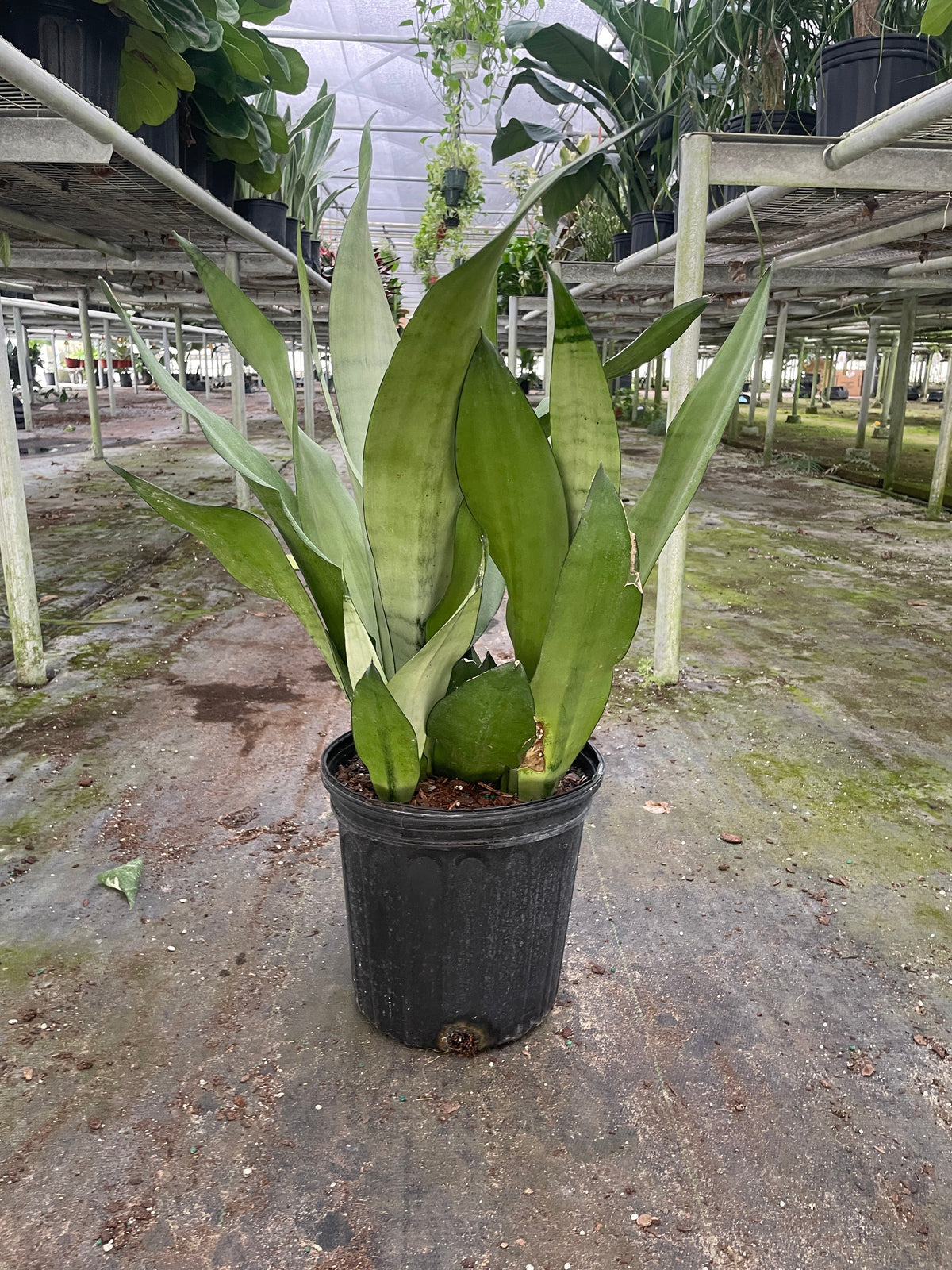 Snake Plant 'Moonshine', Sansevieria Trifasciata 'Moonshine', Live Succulent Houseplant, Potted Indoor Plant