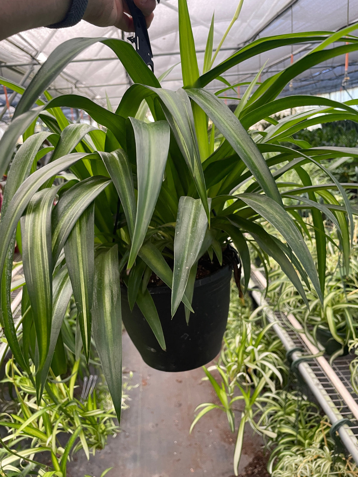 Spider Plant 'Hawaiian', Chlorophytum comosum, Live Houseplant, Potted Plant