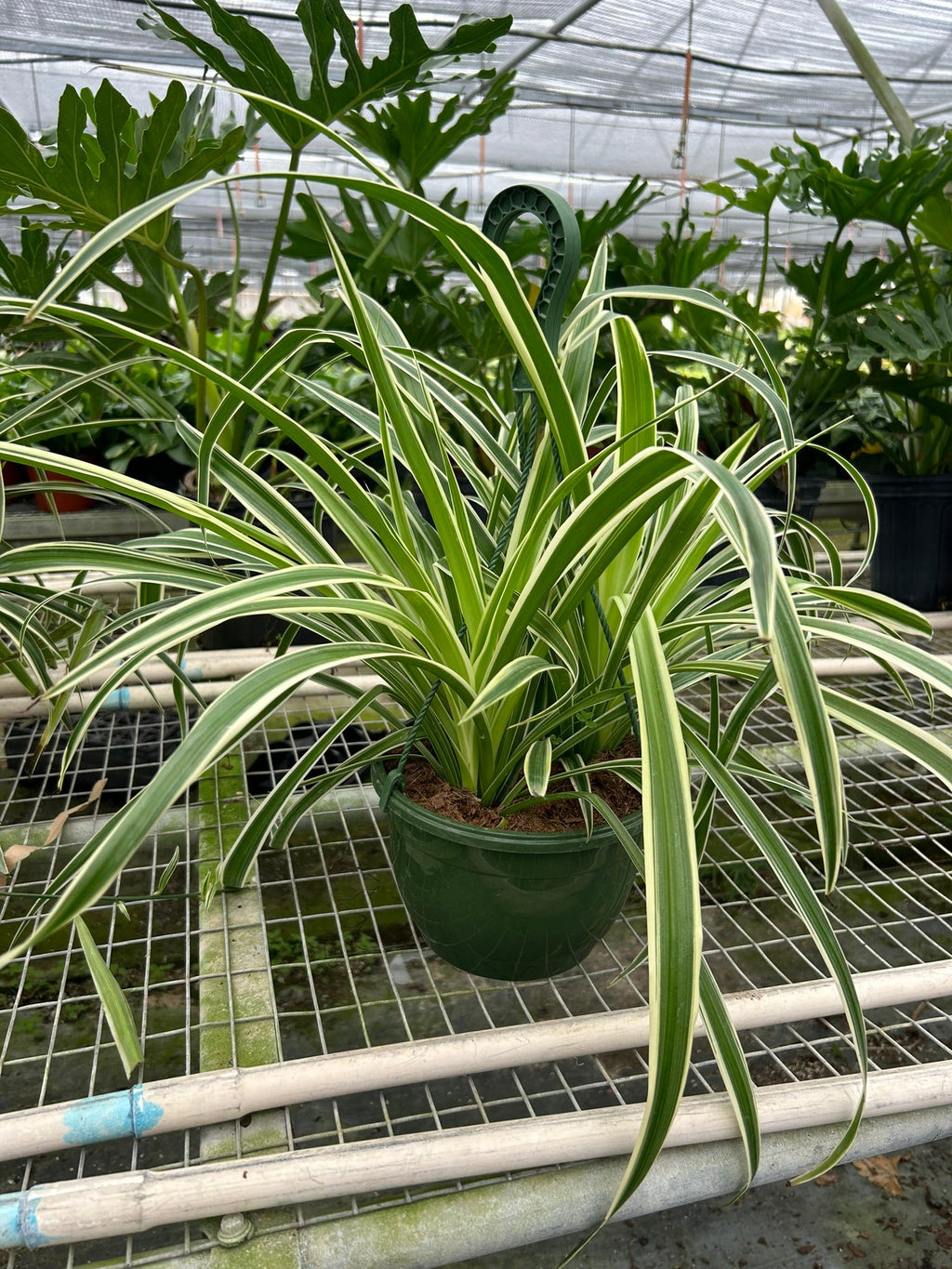 Spider Plant 'Reverse', Chlorophytum comosum, Live Houseplant, Potted Plant