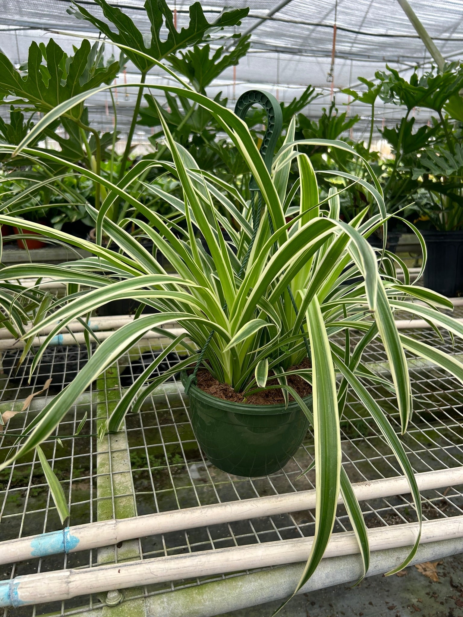 Spider Plant 'Reverse', Chlorophytum comosum, Live Houseplant, Potted Plant