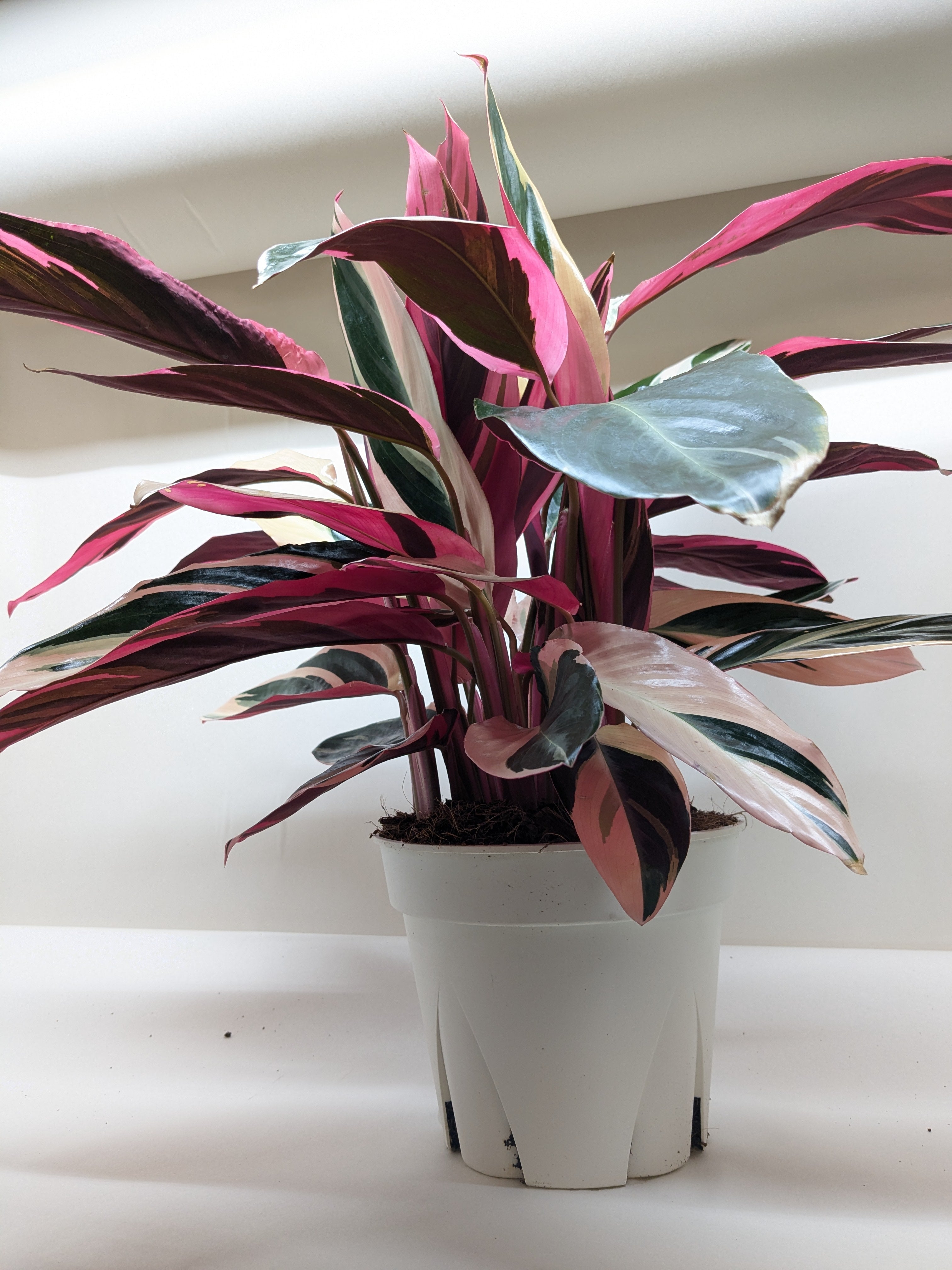 Magenta Stromanthe Triostar, Stromanthe Sanguinea, Live Houseplant, Indoor Plant
