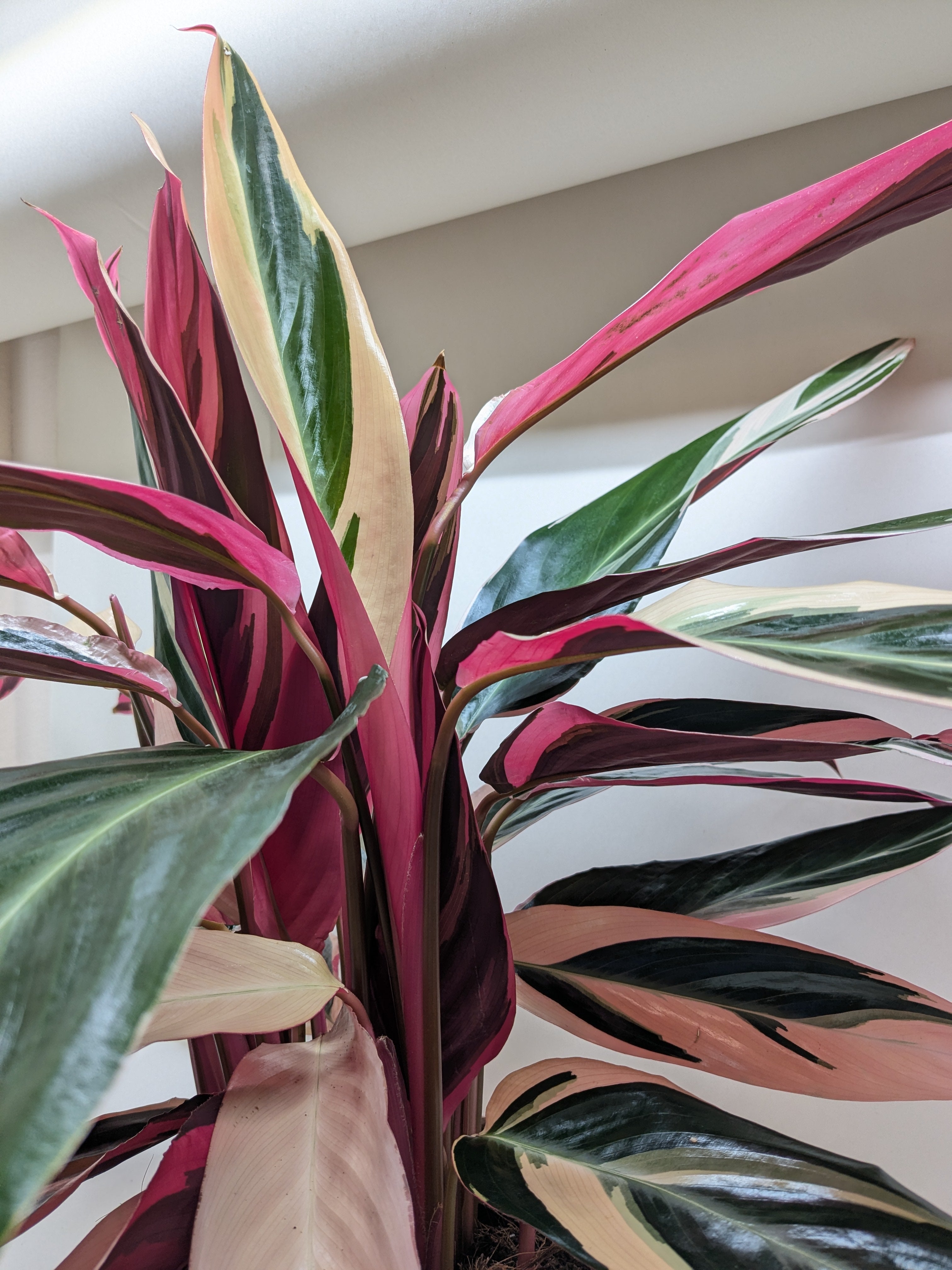 Magenta Stromanthe Triostar, Stromanthe Sanguinea, Live Houseplant, Indoor Plant