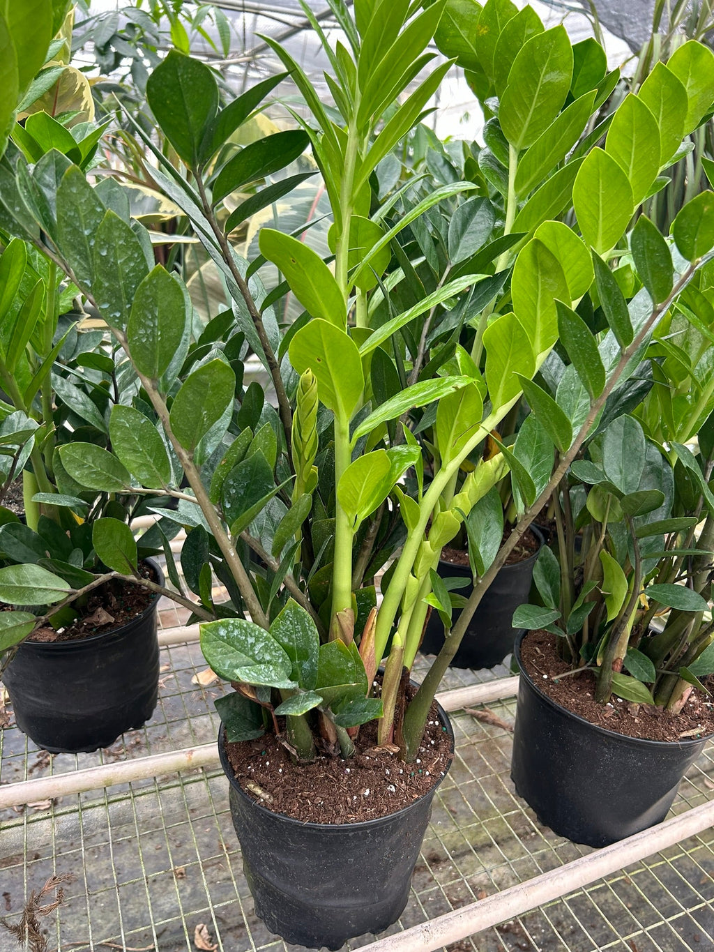 Zamioculcas Zamiifolia, ZZ Plant, Live Houseplant, Indoor Plant