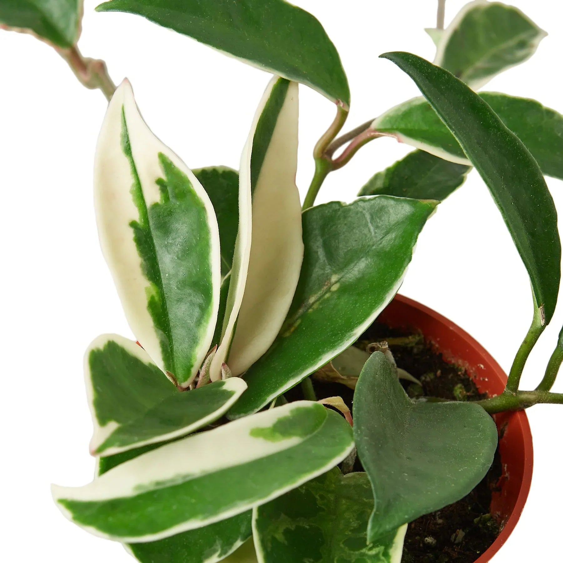 Hoya Carnosa 'Tricolor', Waxflower, Live Houseplant, Indoor Plant, Flowering Plant