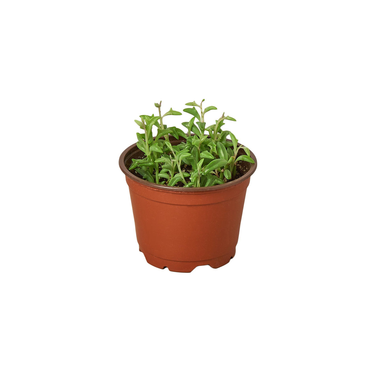 String of Dolphins, Senecio peregrinus, Live Potted Succulent Plant, Indoor Live Plant