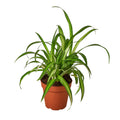 Spider Plant 'Hawaiian', Chlorophytum comosum, Live Houseplant, Potted Plant