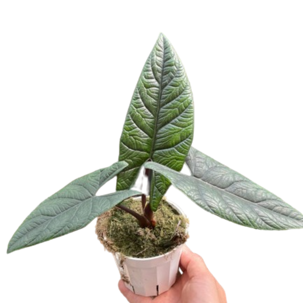 Alocasia 'Scalprum', Samar Lance Plant, Live Houseplant, Indoor Plant
