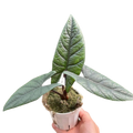 Alocasia 'Scalprum', Samar Lance Plant, Live Houseplant, Indoor Plant