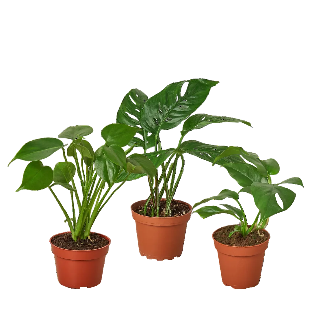 Monstera Bundle