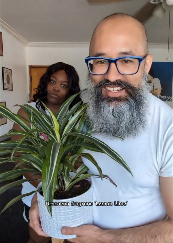 Dracaena Deremensis 'Lemon Lime'