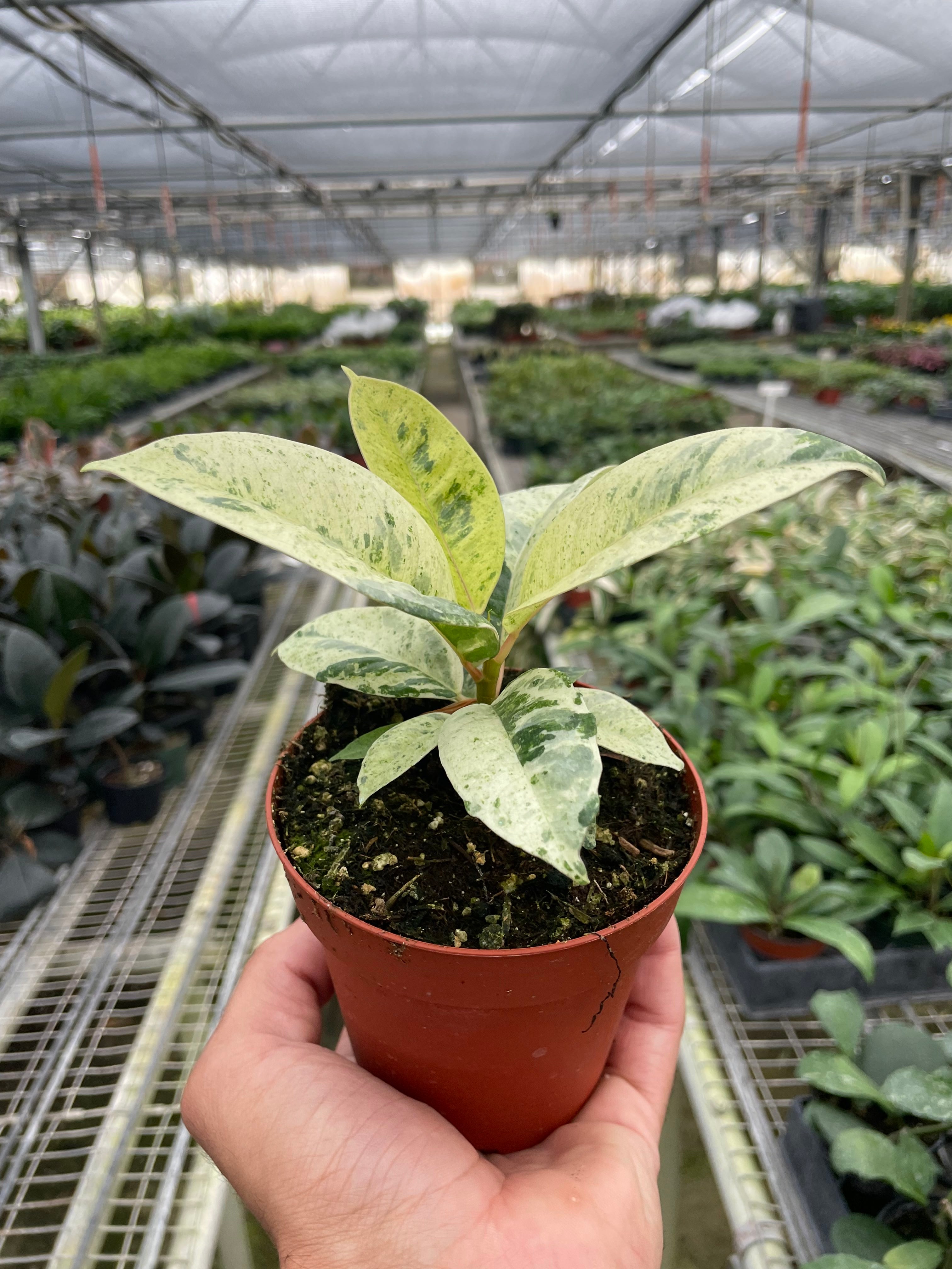 Ficus 'Shivereana' Moonshine