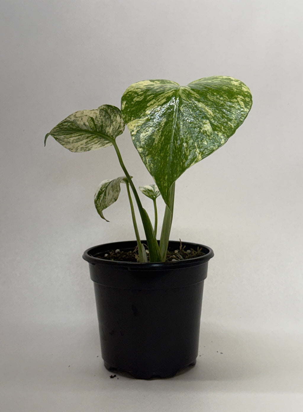 Monstera 'Mint', Monstera deliciosa ‘Mint’, Live Houseplant, Potted Plant