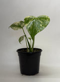 Monstera 'Mint', Monstera deliciosa ‘Mint’, Live Houseplant, Potted Plant