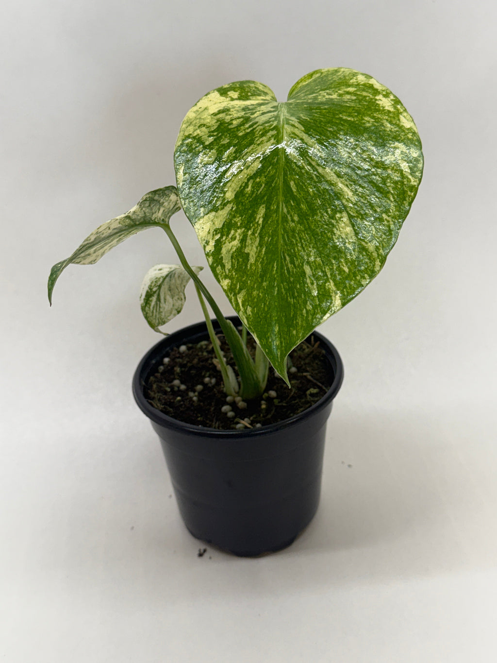 Monstera 'Mint', Monstera deliciosa ‘Mint’, Live Houseplant, Potted Plant