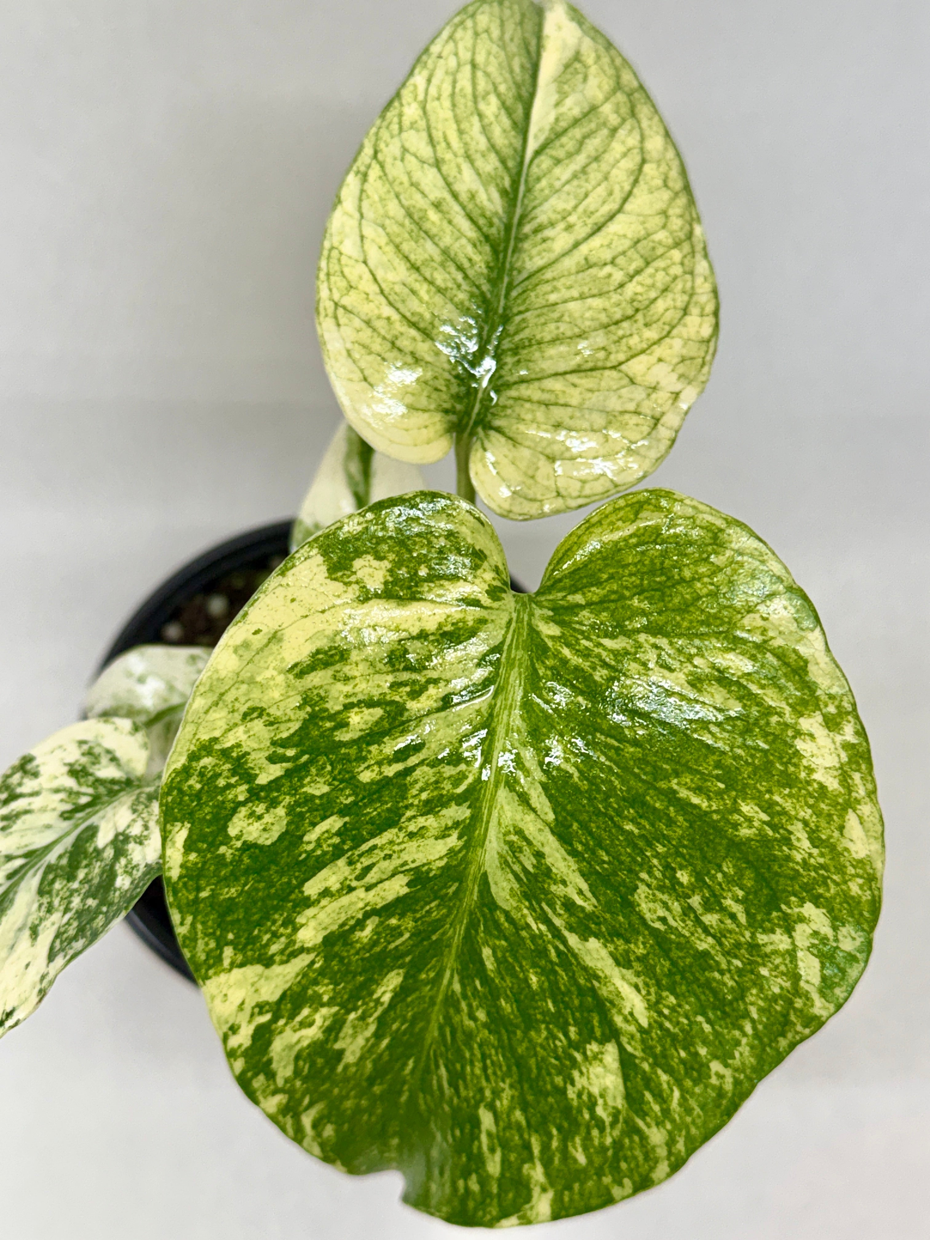 Monstera 'Mint', Monstera deliciosa ‘Mint’, Live Houseplant, Potted Plant