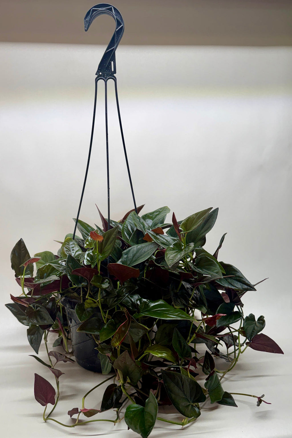 Syngonium 'Red Arrow', Arrowhead Plant, Arrowhead Vine, Syngonium erythrophyllum 'Red Arrow', Live Houseplant, Potted Plant