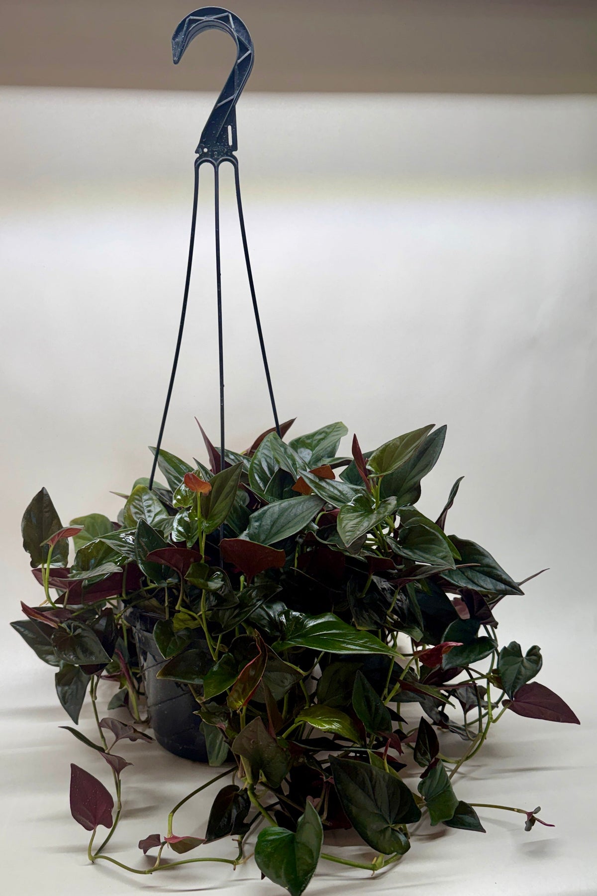 Syngonium 'Red Arrow', Arrowhead Plant, Arrowhead Vine, Syngonium erythrophyllum 'Red Arrow', Live Houseplant, Potted Plant