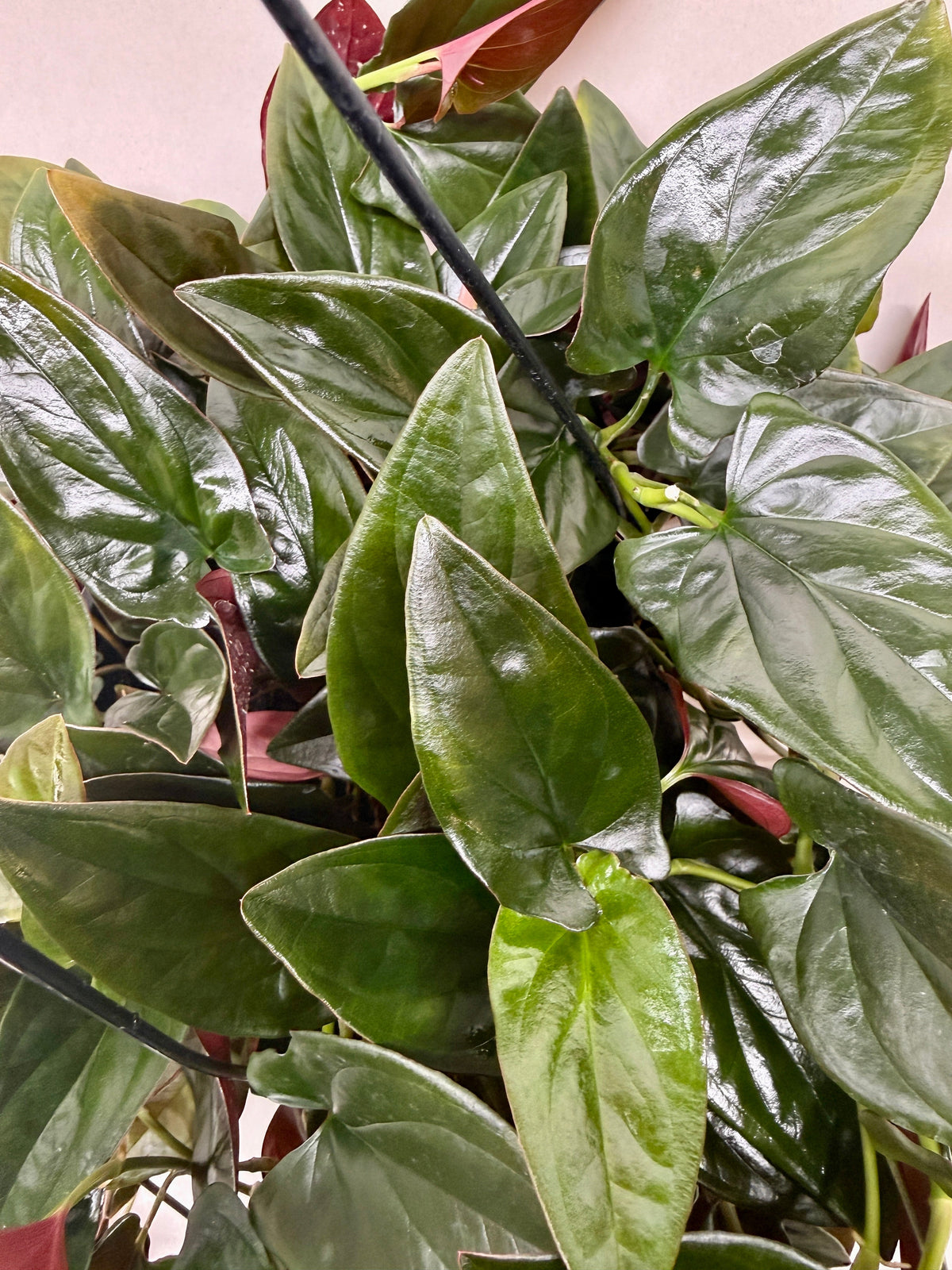 Syngonium 'Red Arrow', Arrowhead Plant, Arrowhead Vine, Syngonium erythrophyllum 'Red Arrow', Live Houseplant, Potted Plant