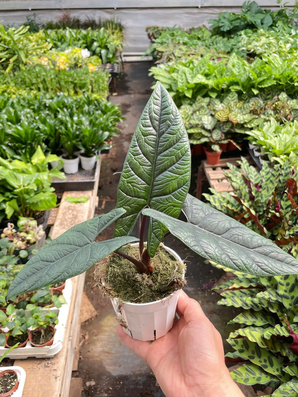 Alocasia 'Scalprum', Samar Lance Plant, Live Houseplant, Indoor Plant