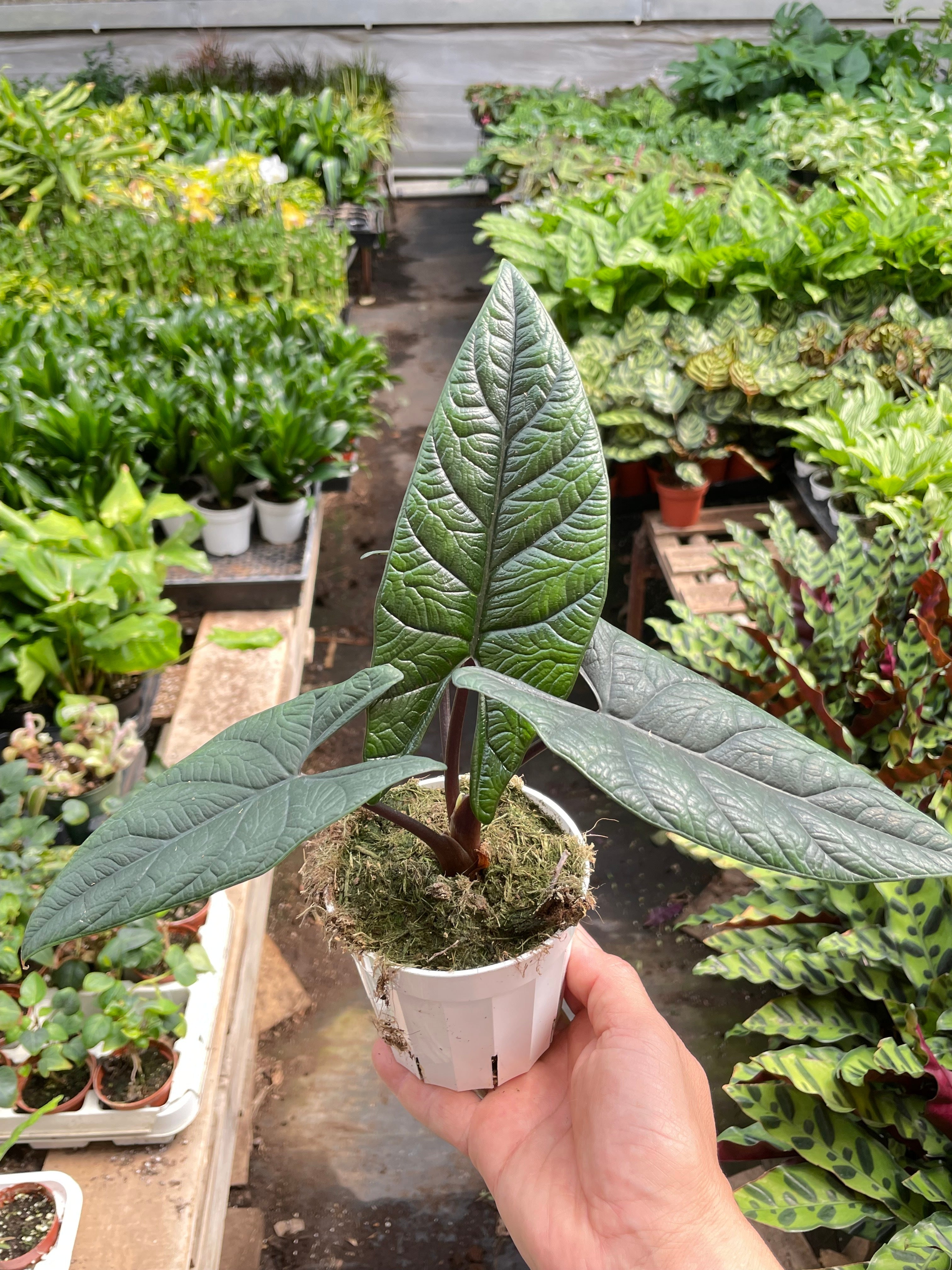 Alocasia 'Scalprum', Samar Lance Plant, Live Houseplant, Indoor Plant