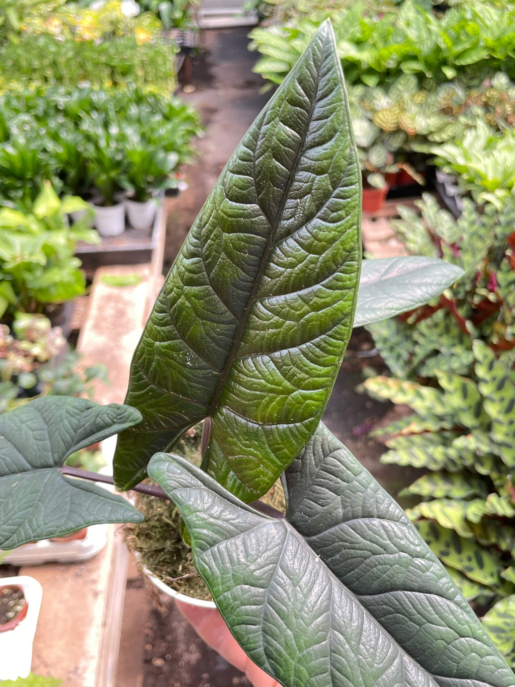 Alocasia 'Scalprum', Samar Lance Plant, Live Houseplant, Indoor Plant