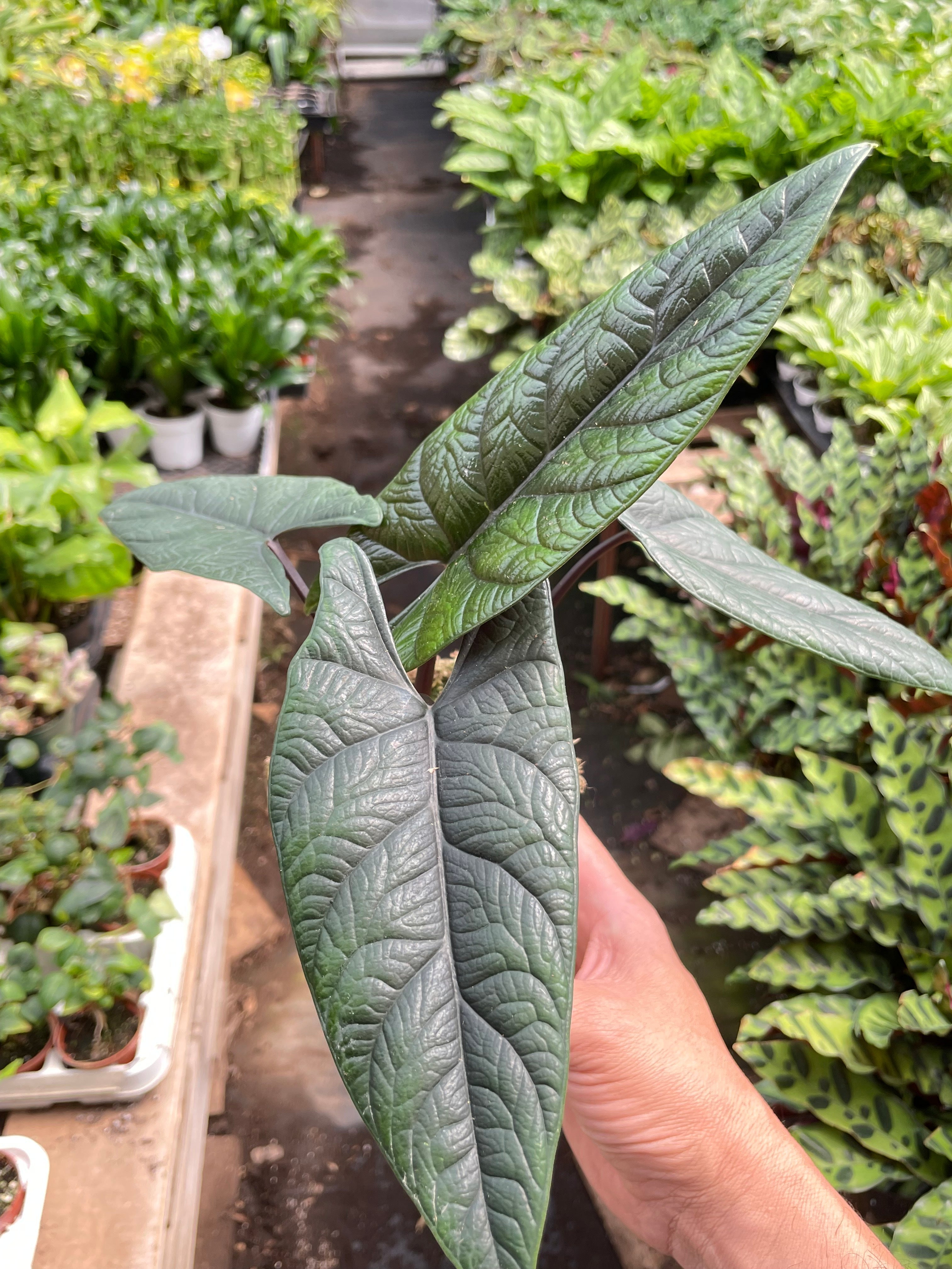 Alocasia 'Scalprum', Samar Lance Plant, Live Houseplant, Indoor Plant