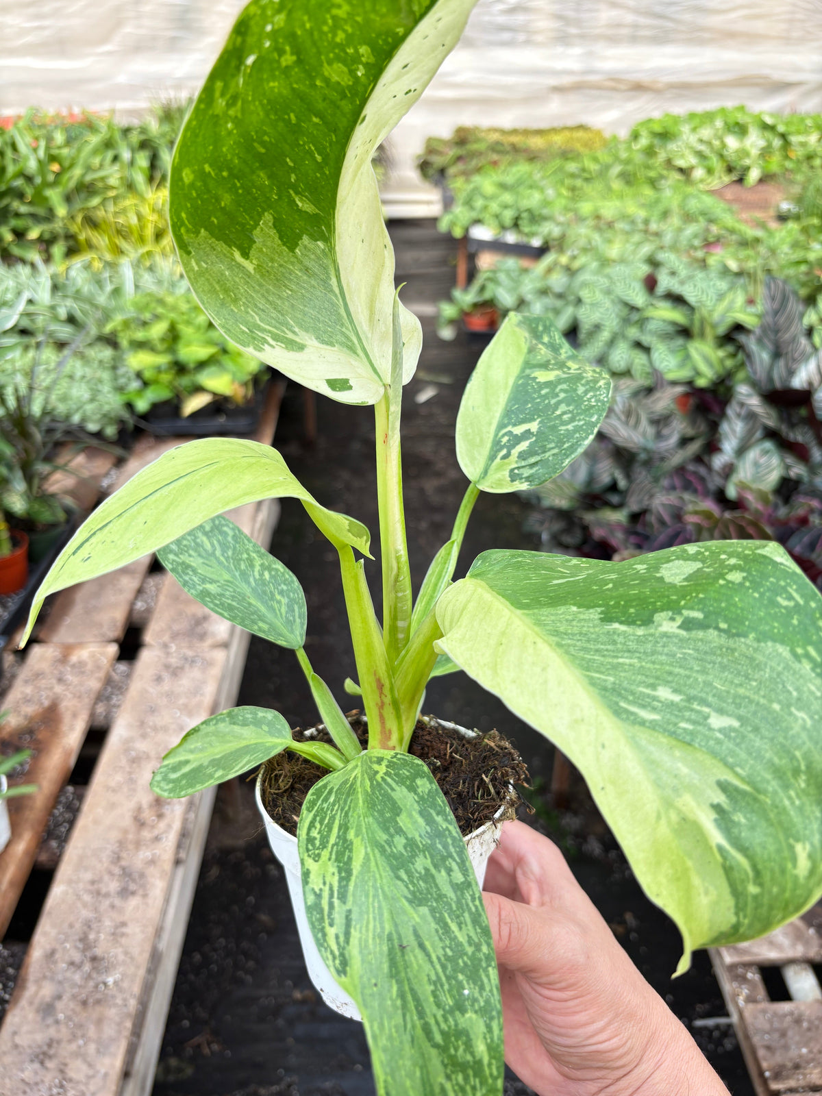 Philodendron 'Jose Bueno', Philodendron imbe var. ilsemanii, Live Houseplant, Potted Plant