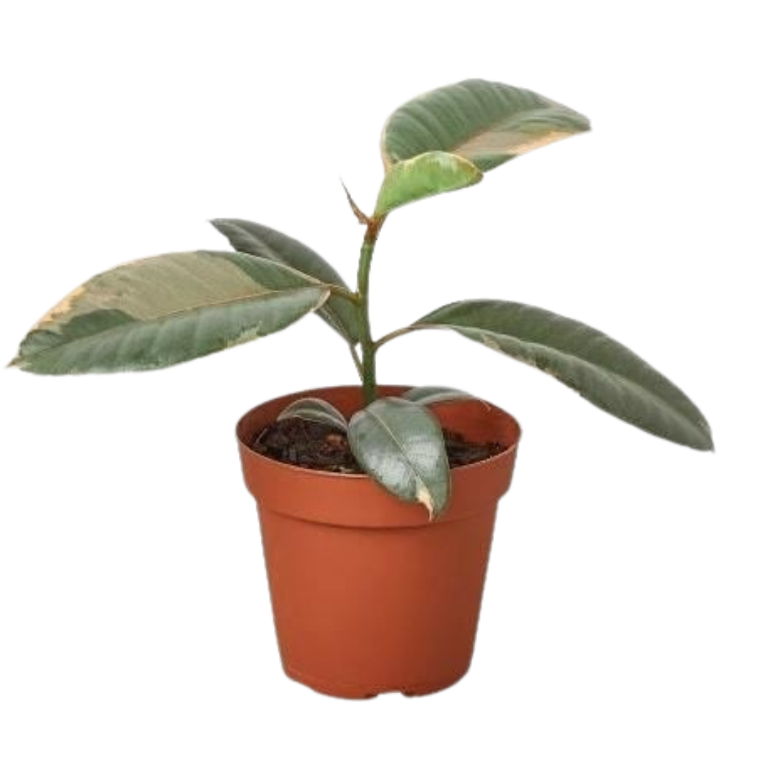 Ficus Elastica 'Ruby Pink' 6", Pink Rubber Tree, Live Houseplant, Indoor Plant