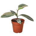 Ficus Elastica 'Ruby Pink' 4", Pink Rubber Tree, Live Houseplant, Indoor Plant