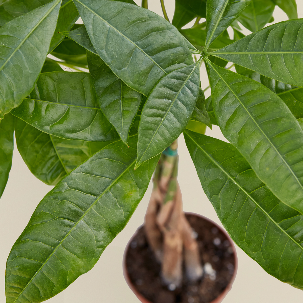 Money Tree