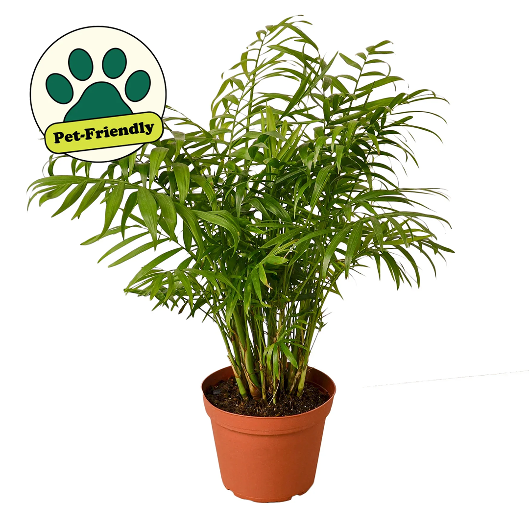 Parlor Palm