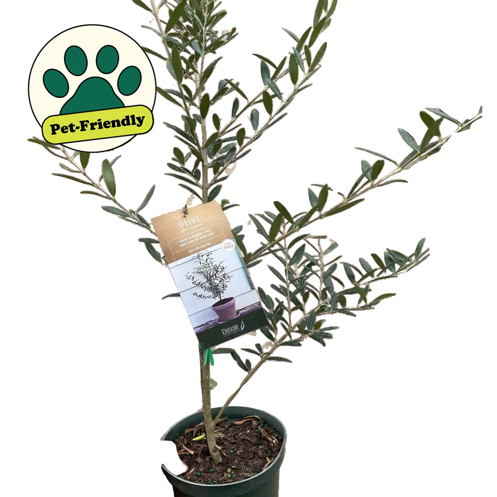 Common Olive Tree (Olea europaea)