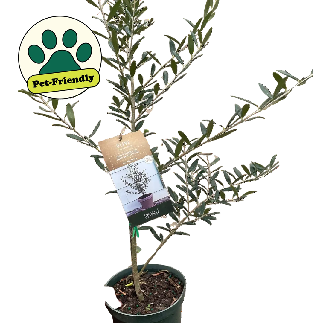 Common Olive Tree (Olea europaea)