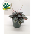 Peperomia 'San Marino'